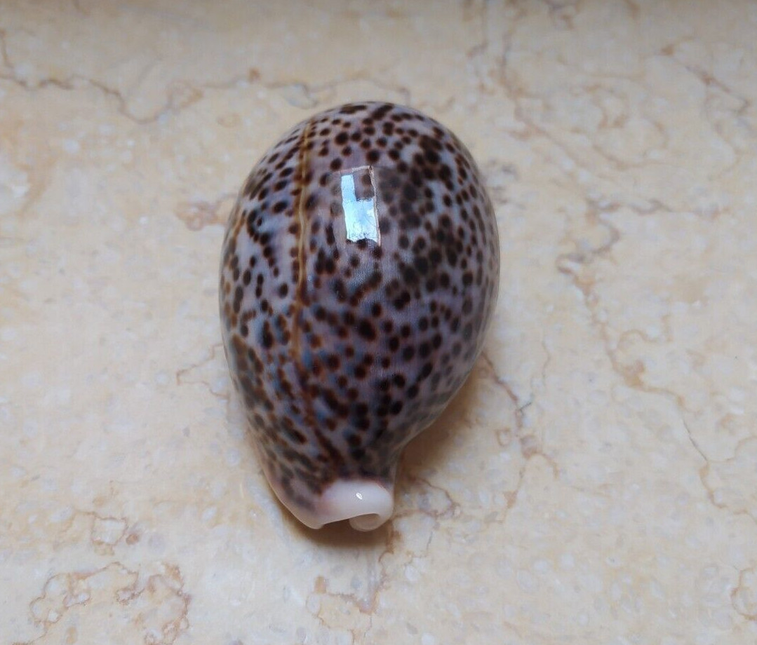 F cypraea pantherina super glossy red sea shell 84.6mm F++++ very great COLOR F cypraea pantherina super glossy red sea shell 84.6mm F++++ very great COLOR