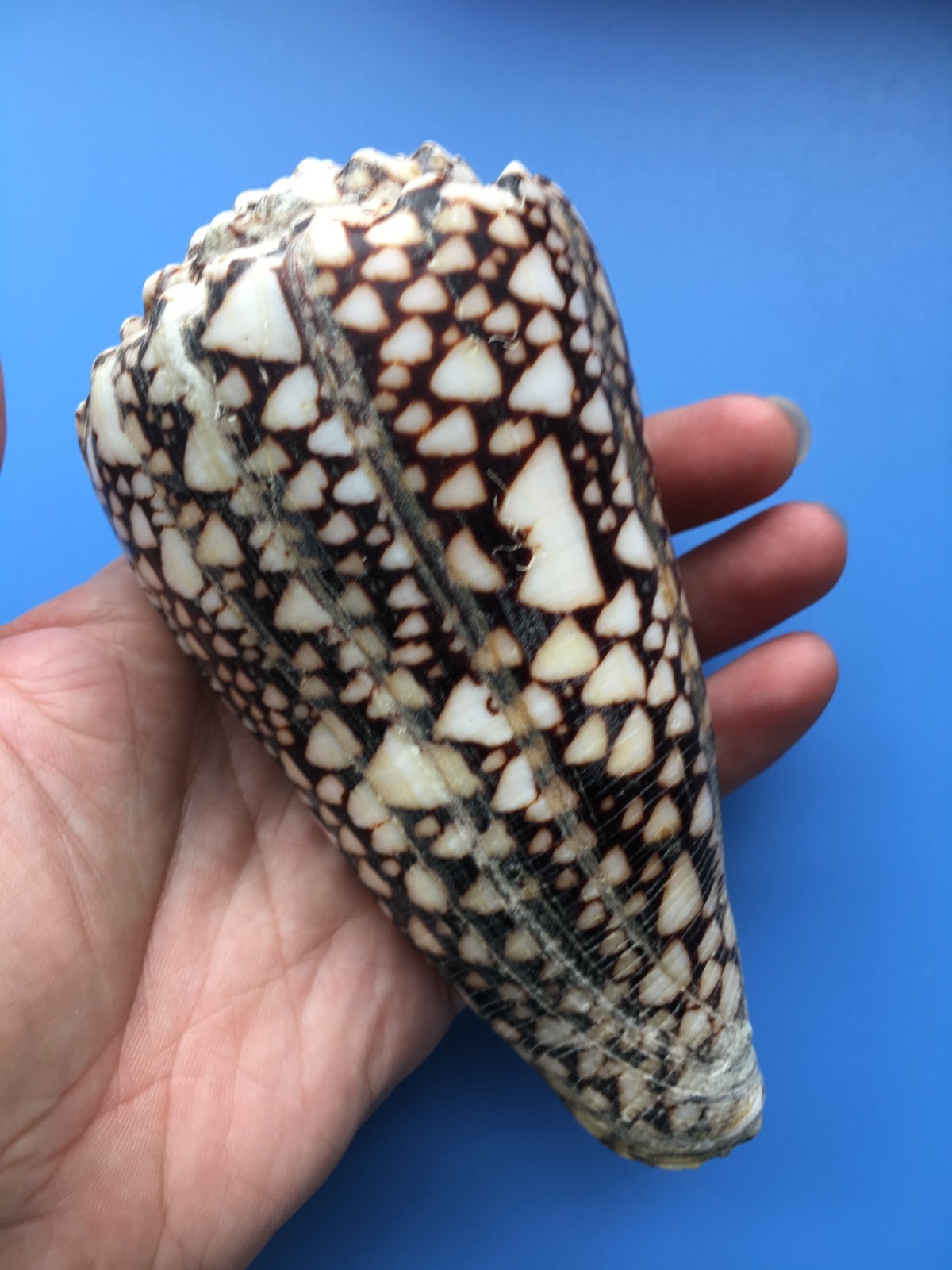 135mm | Conus bandanus |GIANT size | Nice pattern 135mm | Conus bandanus |GIANT size | Nice pattern