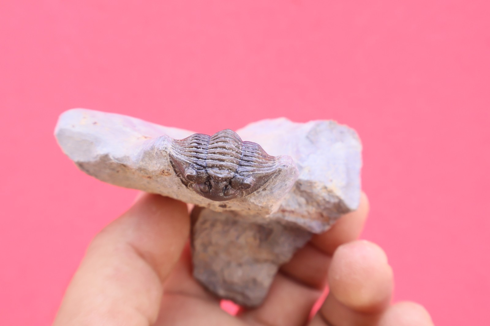 Rare Species Scabriscutellum Trilobite Fossil Devonian Morocco Natural Specimen