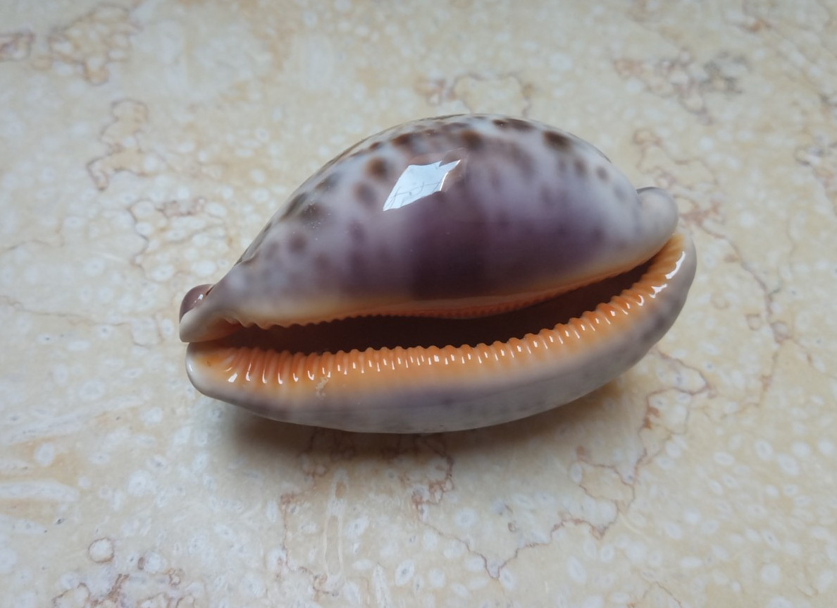 F Cypraea rosea mappa WOW F++++ singularis great pattern 76.7 mm natural glossy F Cypraea rosea mappa WOW F++++ singularis great pattern 76.7 mm natural glossy