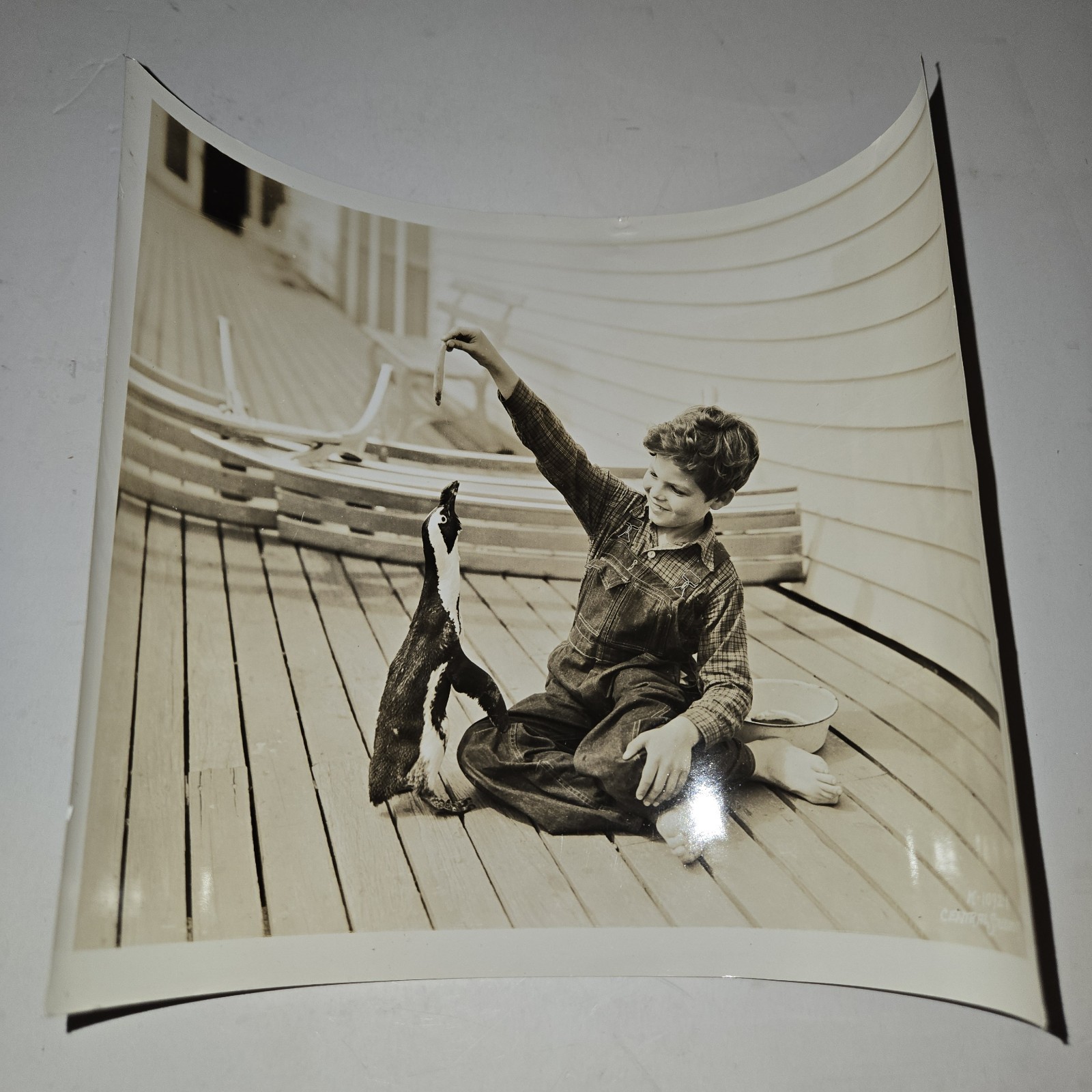 1936 Atlantic City NJ Press Photo Boy Feeding Penguin Boardwalk Central Studios