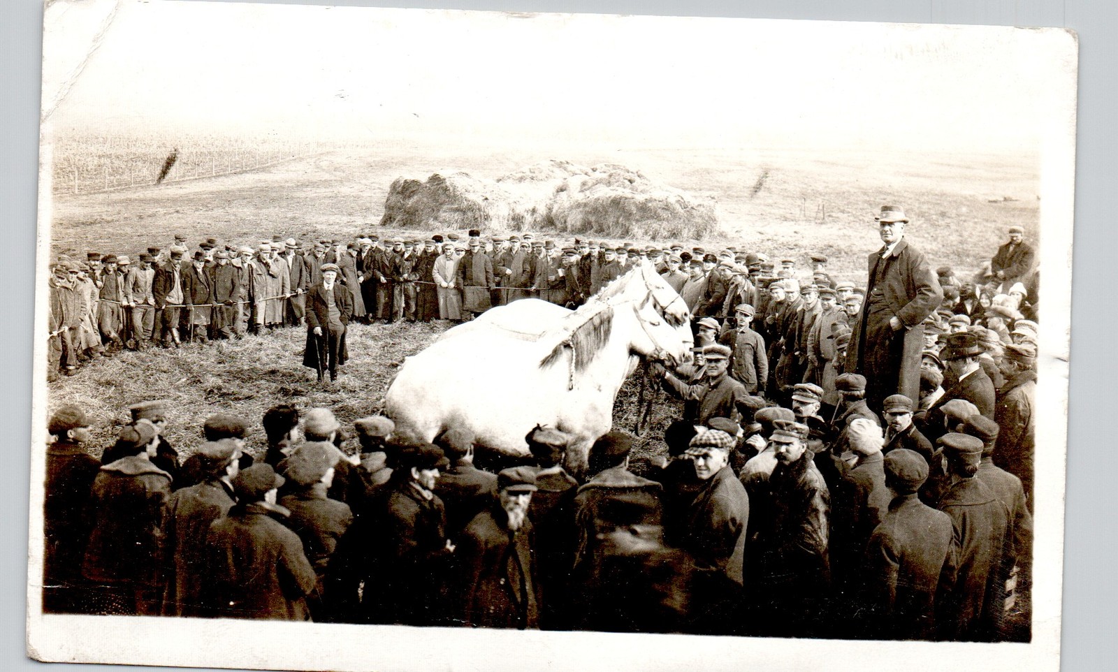 FARM HORSE AUCTION thawville il c1910 postcard illinois rppc real photo postcard