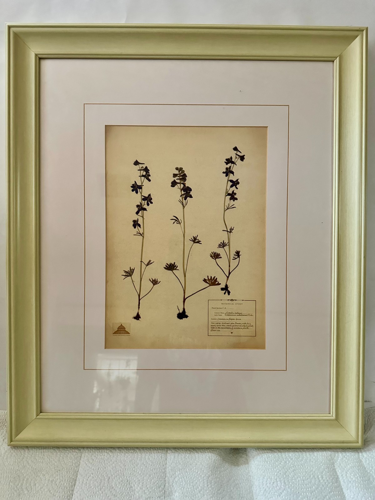 An Original Plant Speciman From The Botanical Gardens In NY From North America. An Original Plant Speciman From The Botanical Gardens In NY From North America.