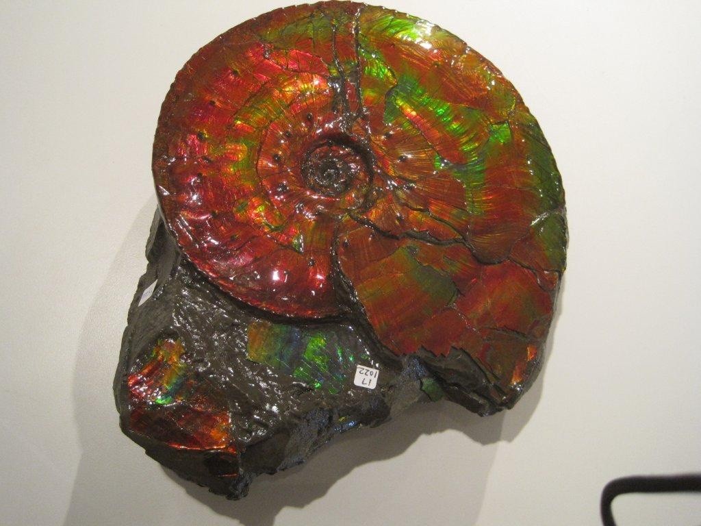 10.5LB Natural Canada Ammonite Fossil with ammonite gem material in rock matrix 10.5LB Natural Canada Ammonite Fossil with ammonite gem material in rock matrix