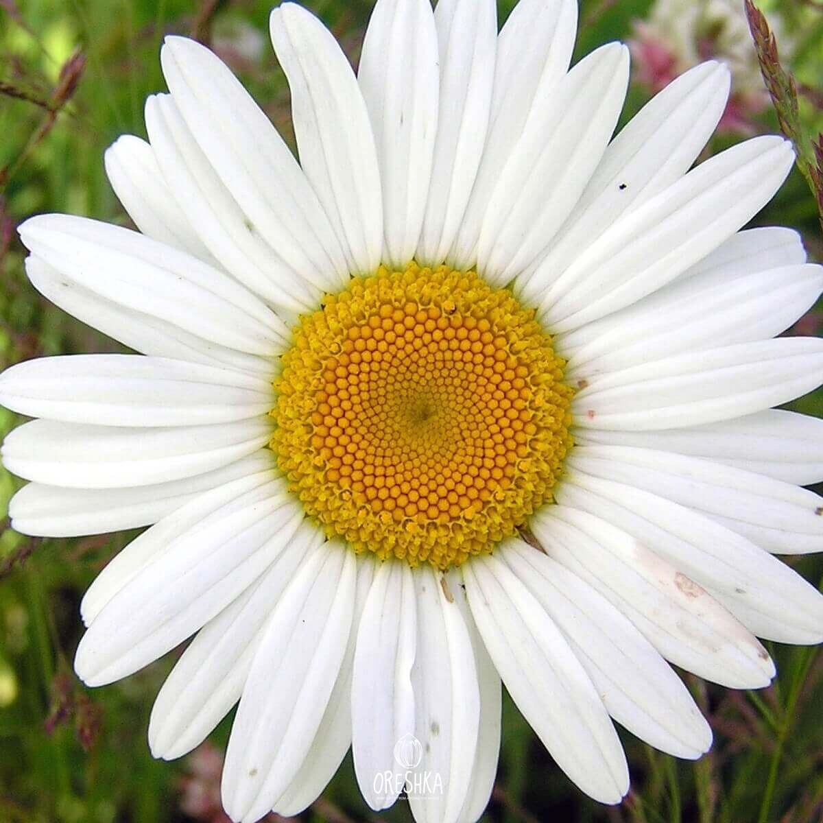 Giant Chamomile perennial flower 50 PCS fresh seeds - Matricaria chamomilla