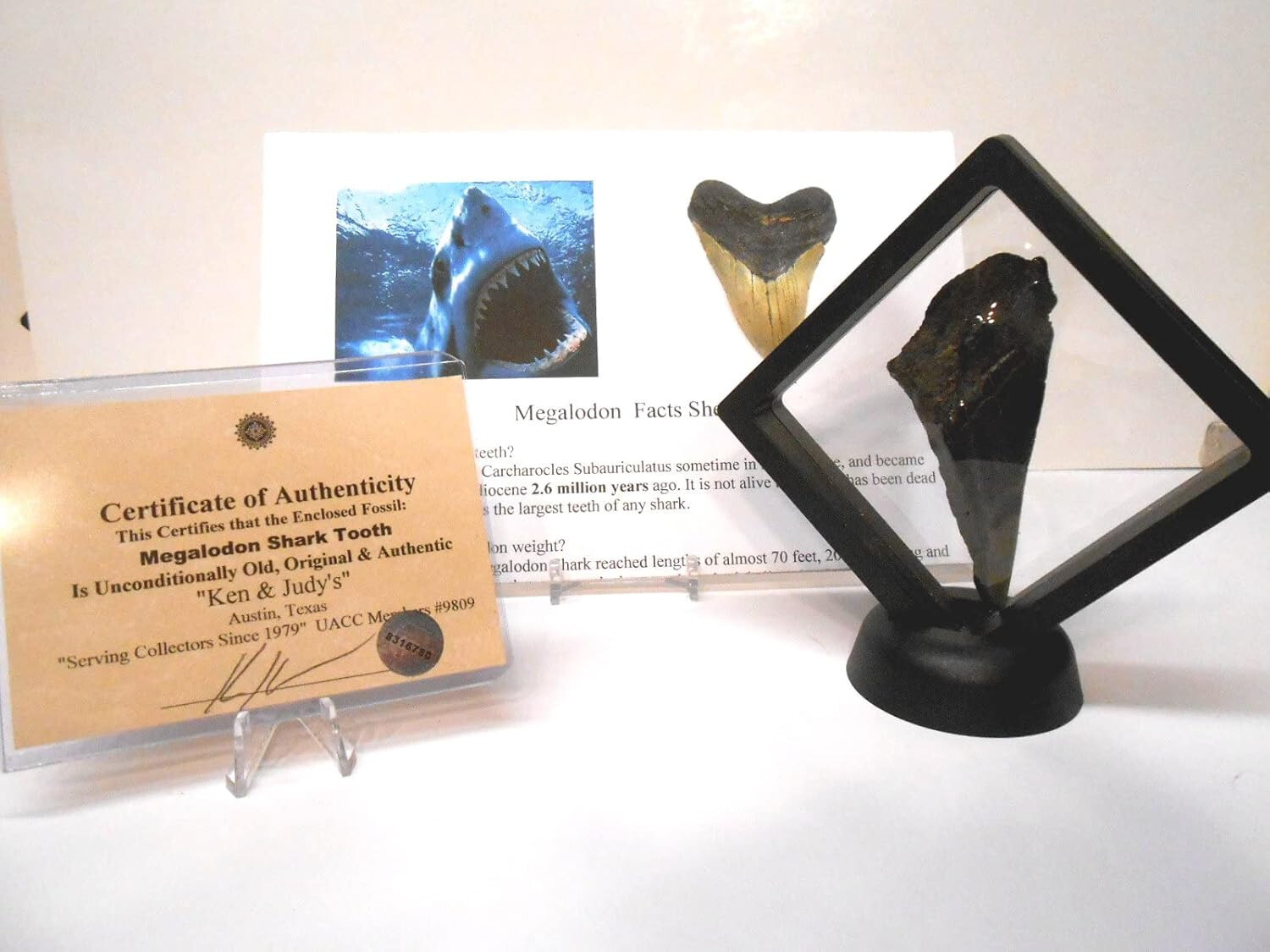 Genuine Partial Megalodon Shark Tooth in Floating Frame w/COA NICE Genuine Partial Megalodon Shark Tooth in Floating Frame w/COA NICE