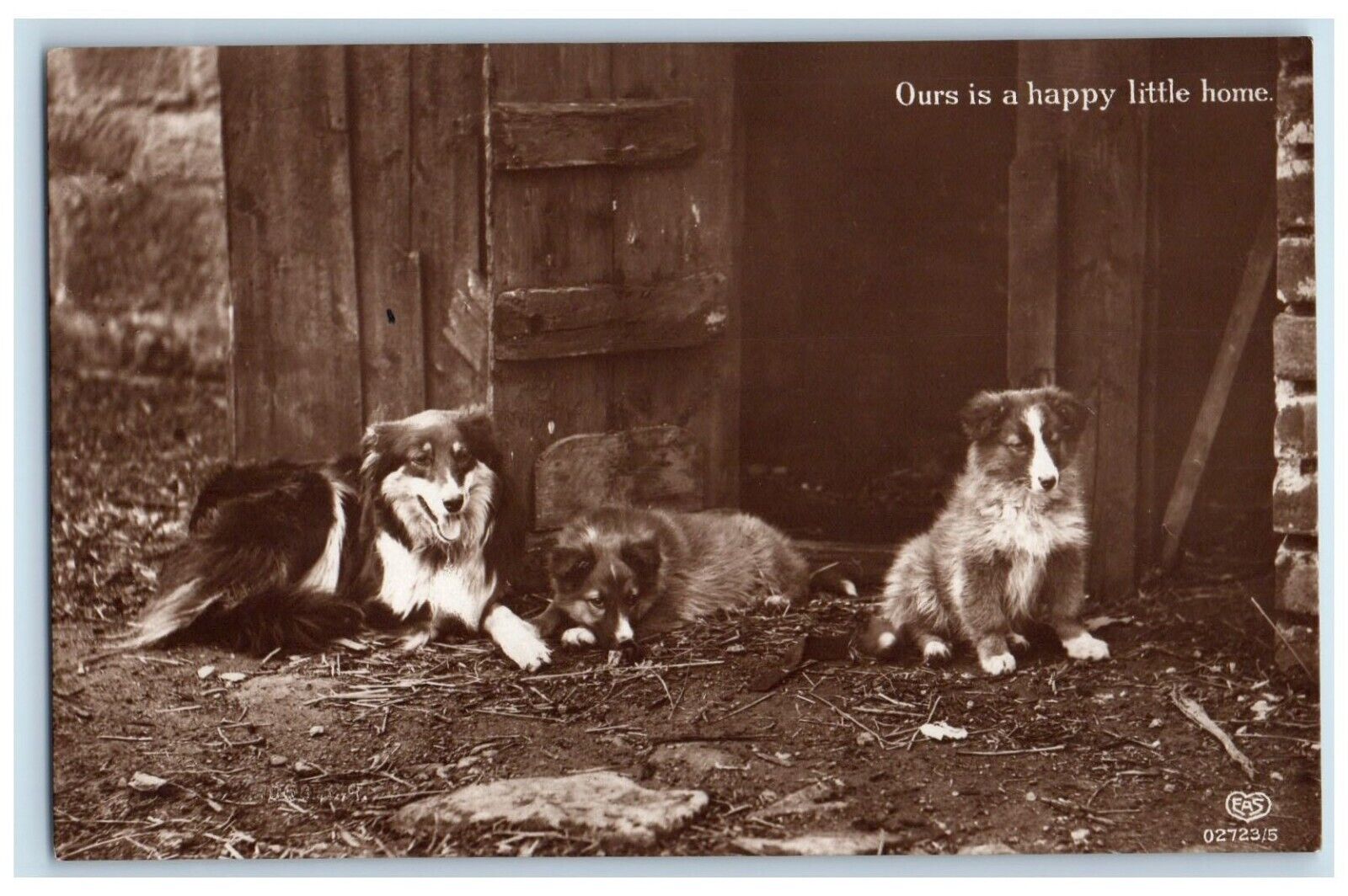 1914 Collie Dogs Our Happy Little Home RPPC Photo Reading PA Antique Postcard