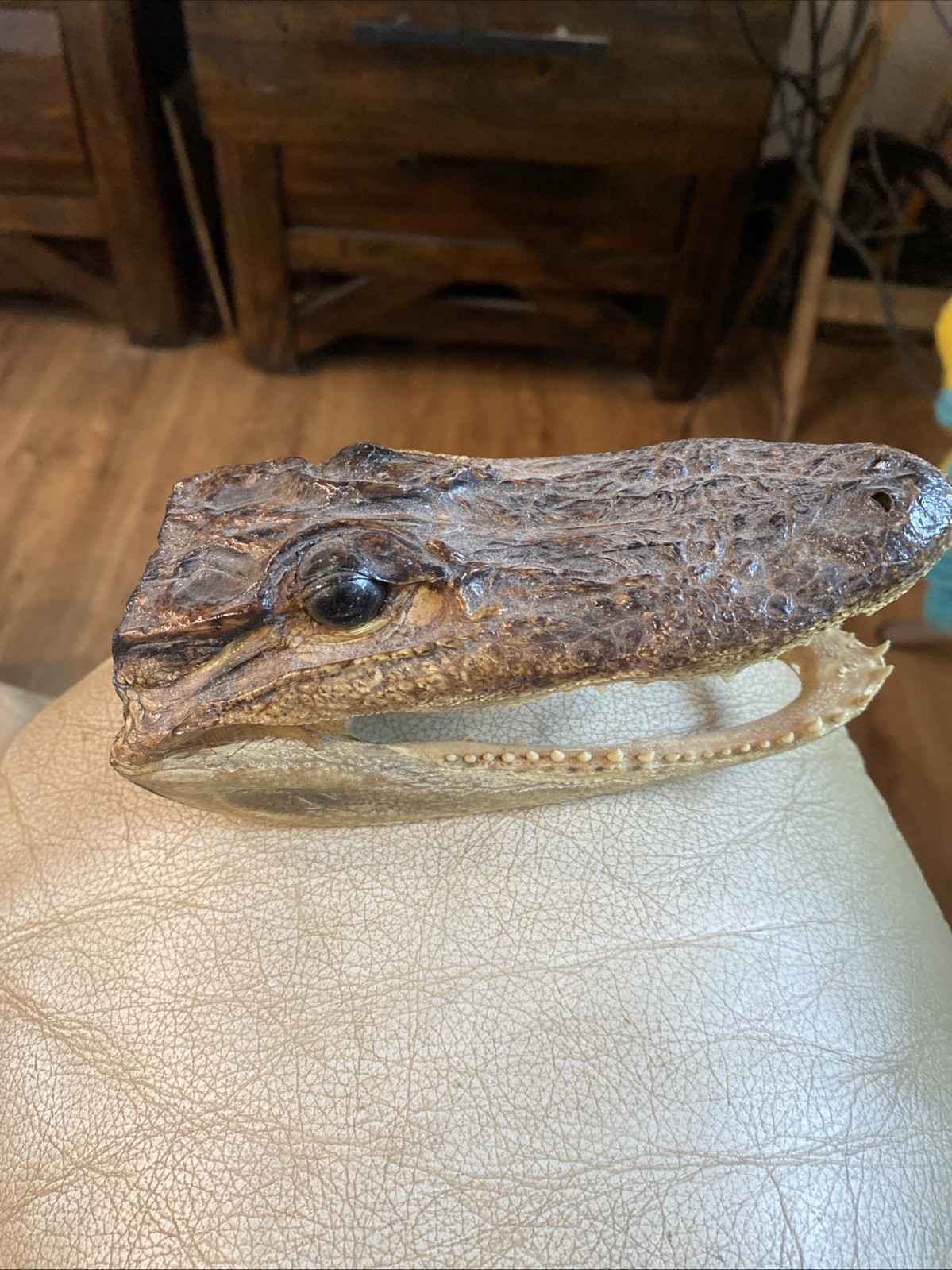 5 1/2” Small Alligator Caimen Head Face Taxidermy Sharp Teeth Glass Eyes