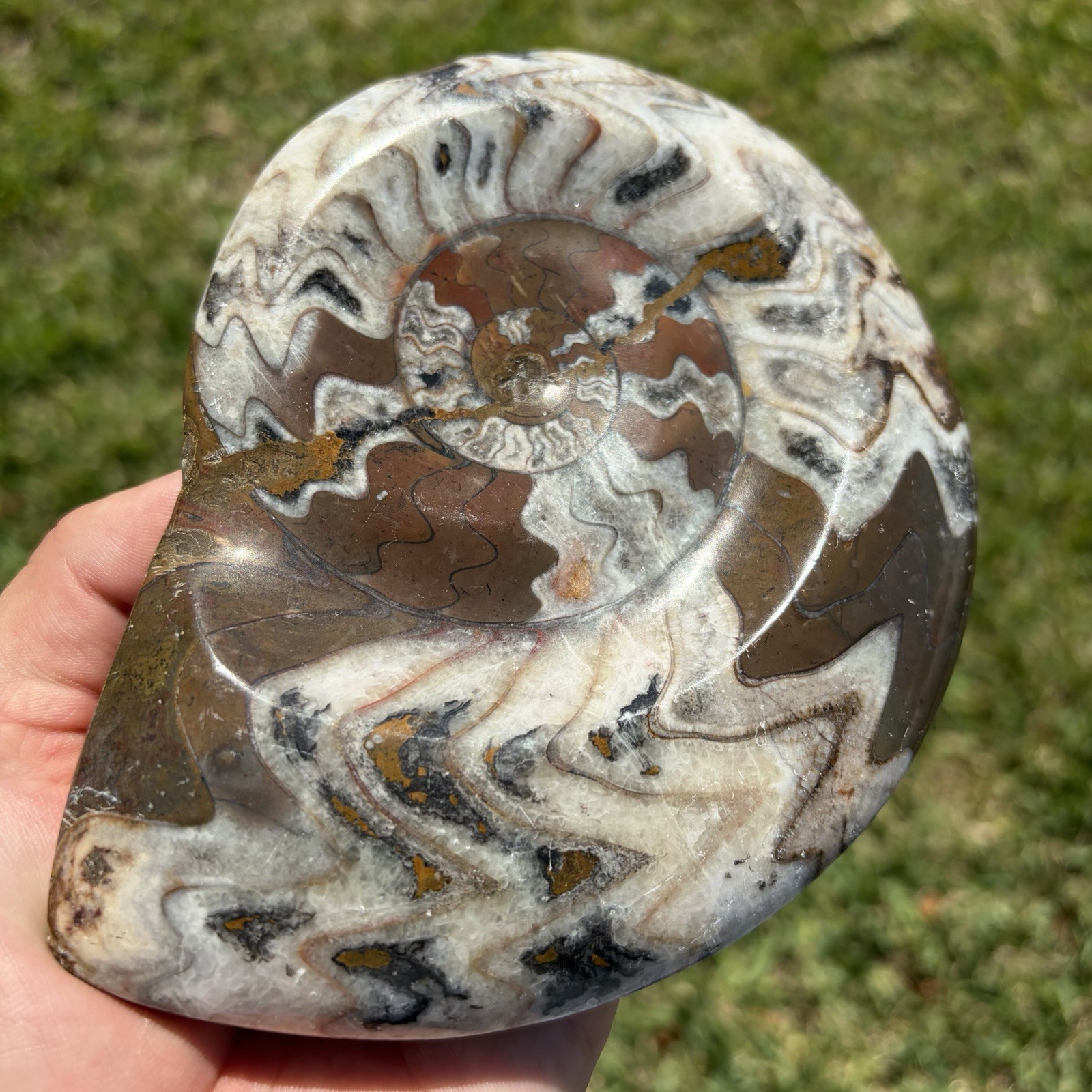 HUGE Ammonite Fossil Bowl Polished Nautilus Shell HUGE Ammonite Fossil Bowl Polished Nautilus Shell