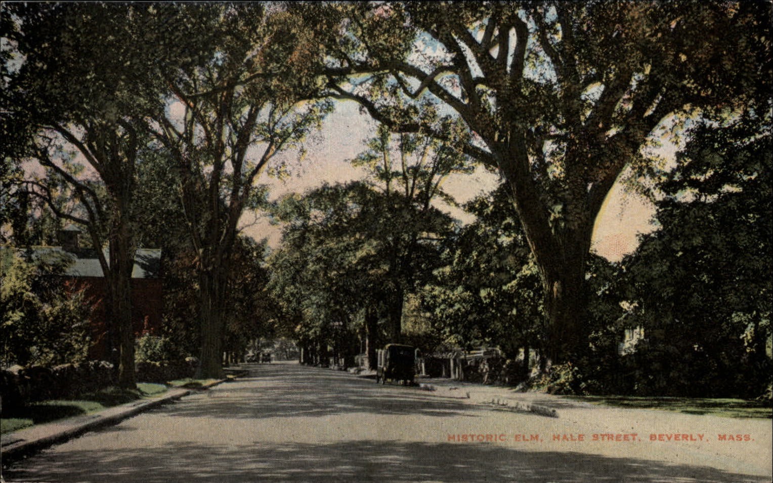 Elm tree Hale Street Beverly Massachusetts ~ postcard sku917 Elm tree Hale Street Beverly Massachusetts ~ postcard sku917
