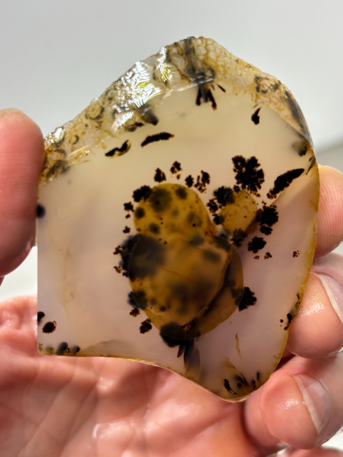 Montana Agate slab Cabbing Lapidary Collecting Combo Ship avail