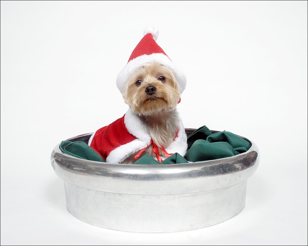 Christmas Yorkshire Terrier- Yorkie gift in a silver bowl - 8x10 PHOTO Print