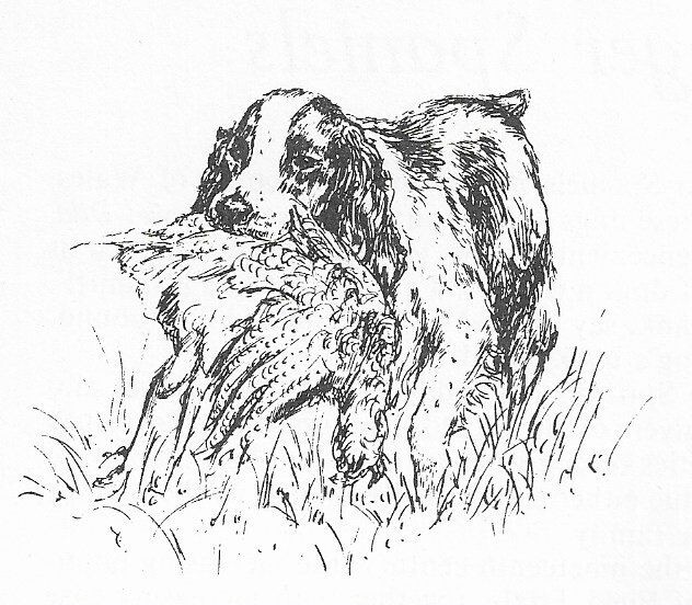 English Springer #1 - CUSTOM MATTED - 1963 Vintage Dog Art Print 0507 CLD English Springer #1 - CUSTOM MATTED - 1963 Vintage Dog Art Print 0507 CLD