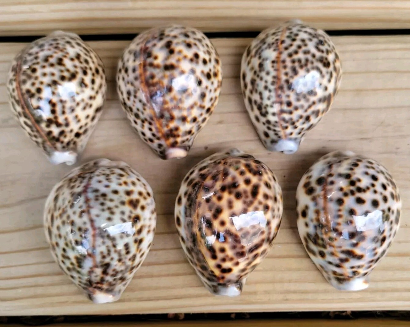 Vtg. Sea Shell Lot 6 Large Cypraea Tigris Cowrie Shells Sea Snail 2.5 Inches Vtg. Sea Shell Lot 6 Large Cypraea Tigris Cowrie Shells Sea Snail 2.5 Inches