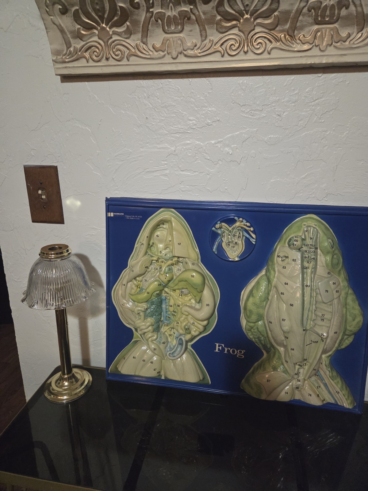 Vintage 1994 Hubbard Scientific Frog Dissection Model, Educational 