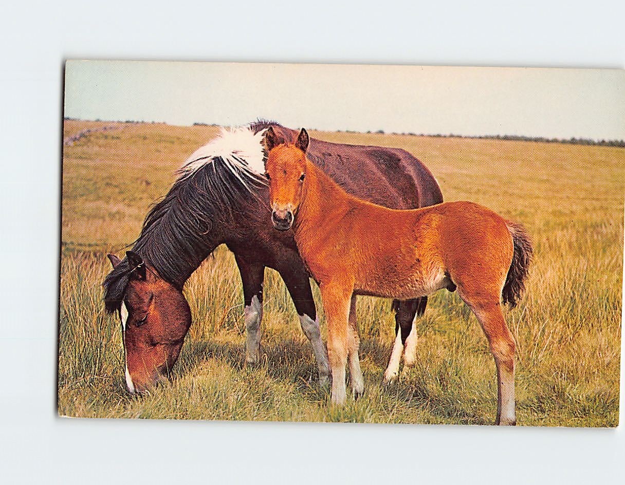 Postcard A Horse and a Pony Grazing