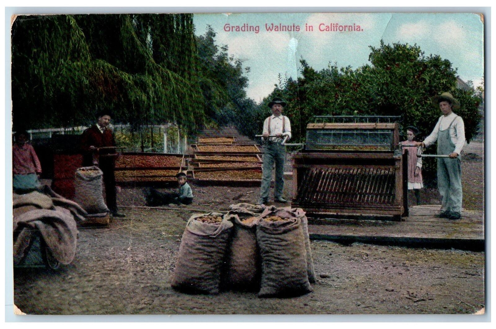 1909 Grading Walnuts People Sack Scene In California CA Posted Vintage Postcard