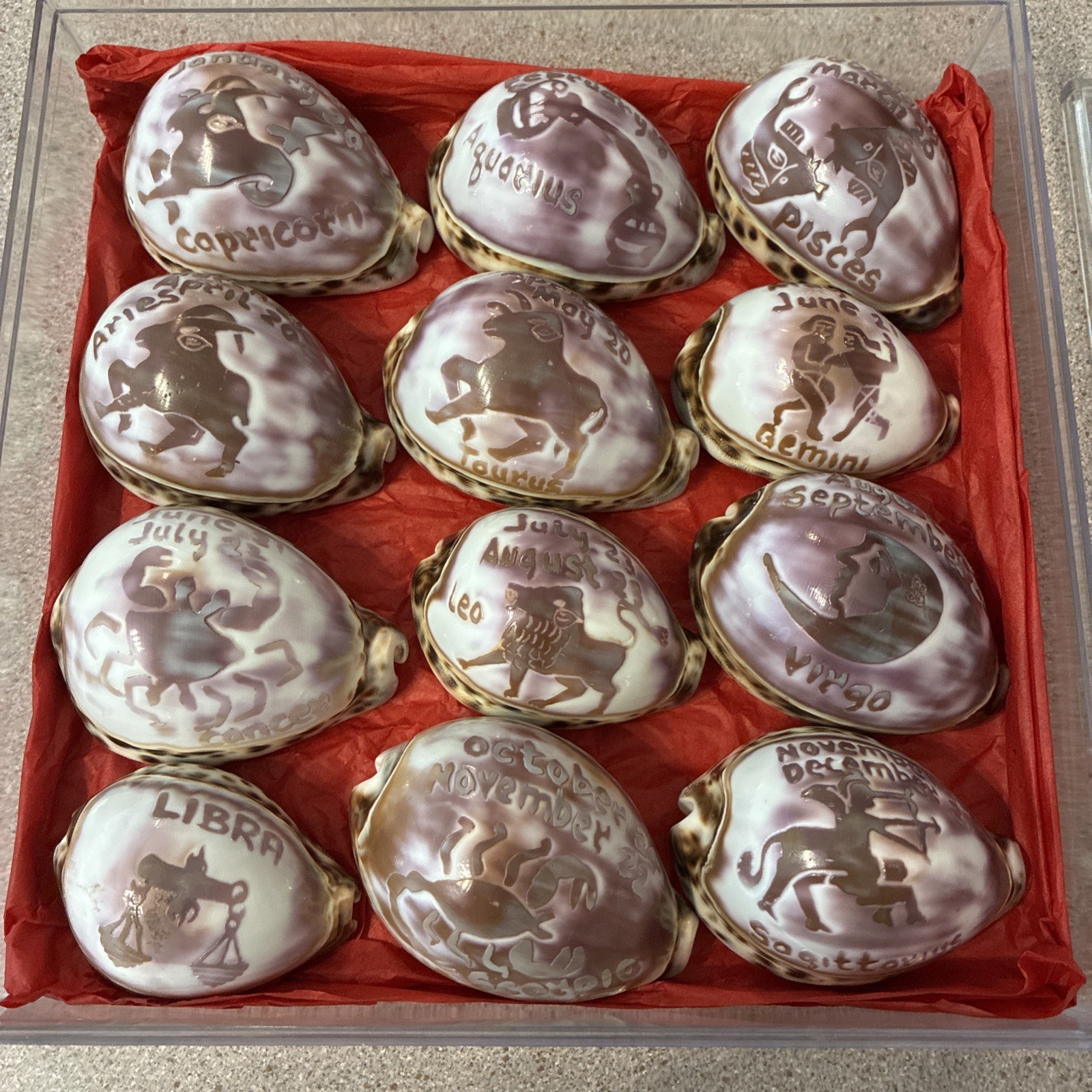 Vintage Set of 12 Carved Zodiac Cowrie Shells Paperweight Beach Decor
