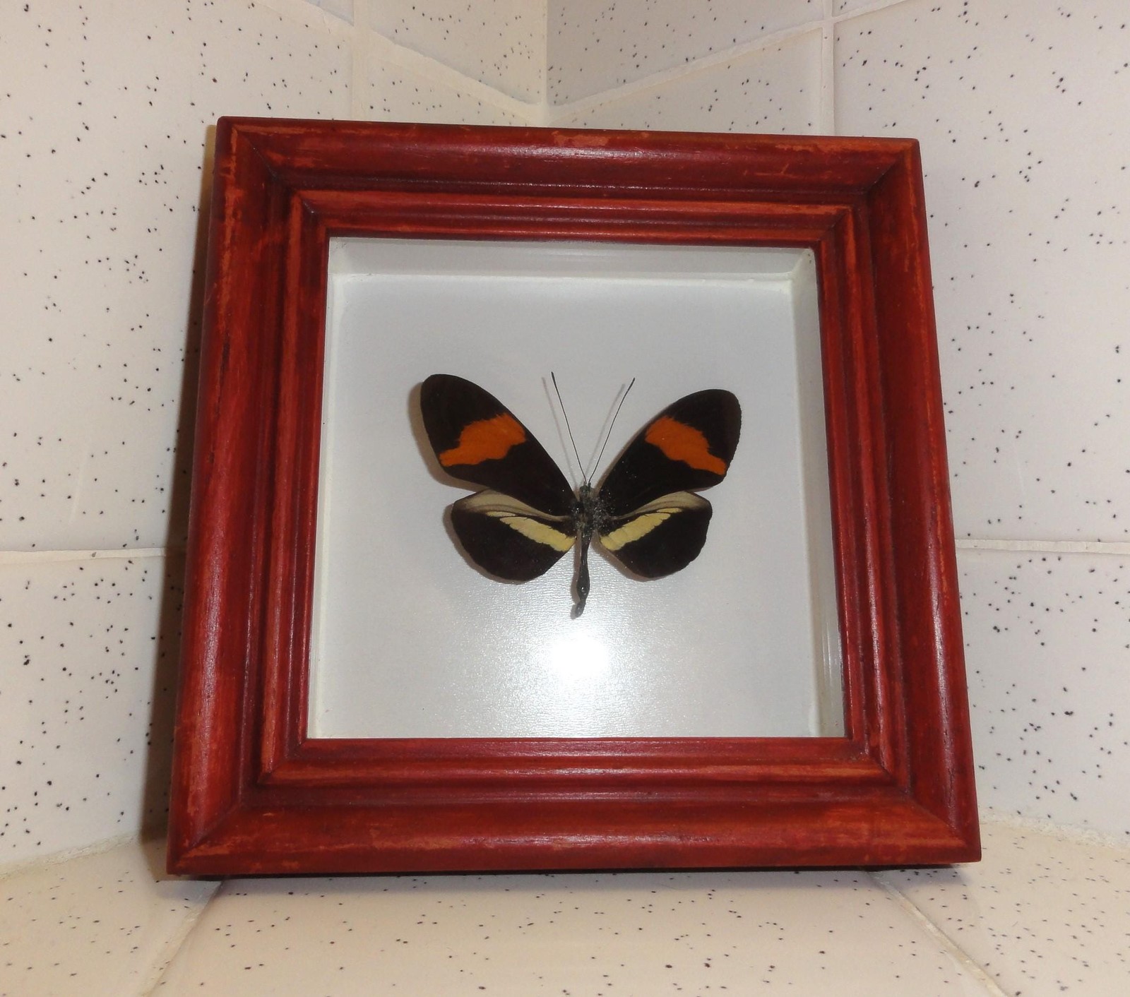 Vintage Framed Postman Butterfly oddity curiosity insect taxidermy goth bug