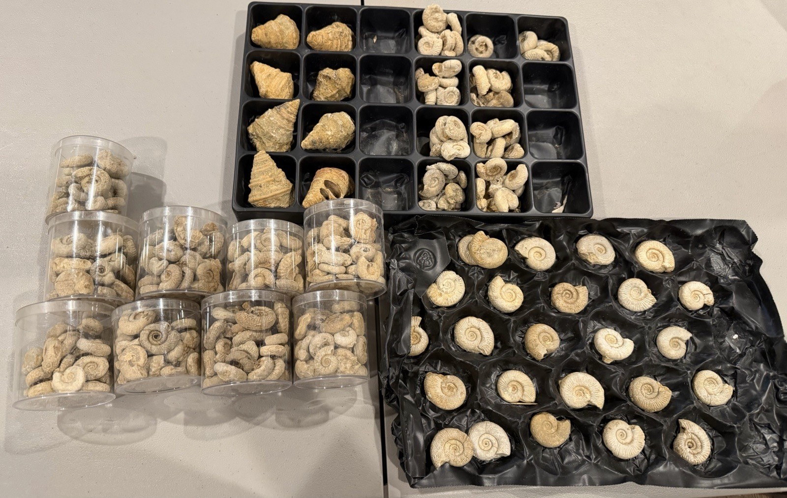 LOT OF 100's France NICE Middle Jurassic Fossil Ammonites Perisphinctes + More LOT OF 100's France NICE Middle Jurassic Fossil Ammonites Perisphinctes + More