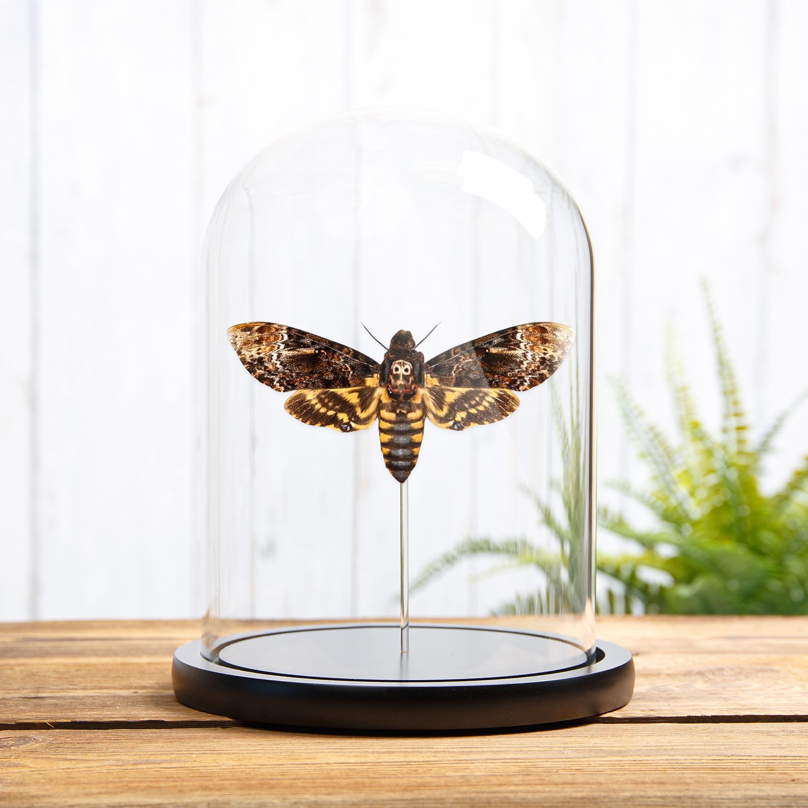 Death's Head Hawk Taxidermy Moth in Glass Dome (Acherontia lachesis)