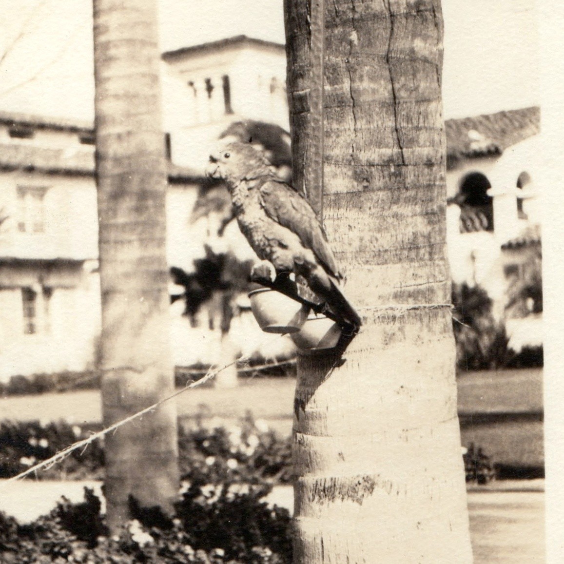 1930 Agua Caliente Mexico Parrot Perched Palm Tree Snapshot Photo Hotel Resort 1930 Agua Caliente Mexico Parrot Perched Palm Tree Snapshot Photo Hotel Resort