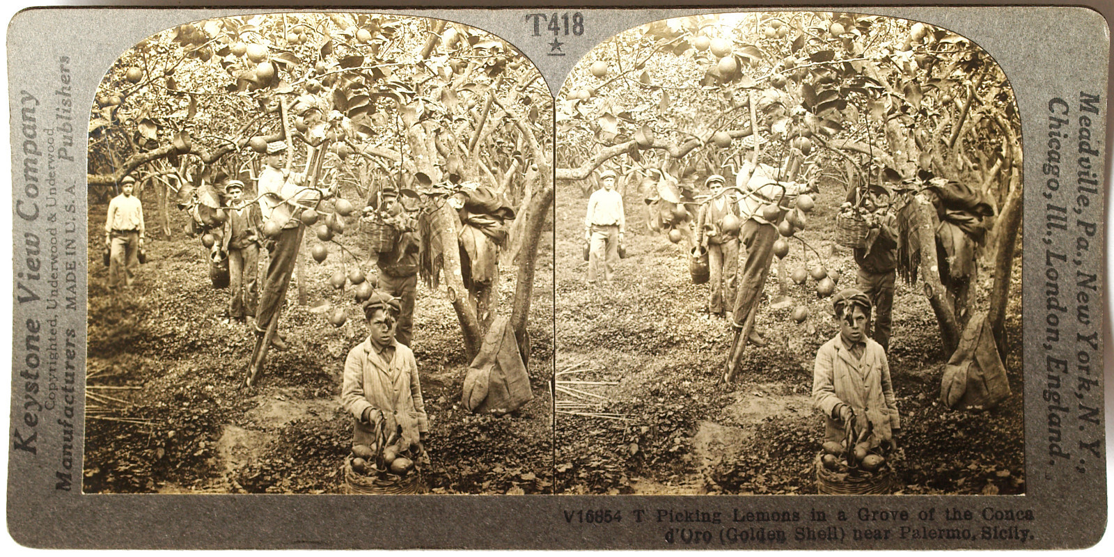 Keystone Stereoview Picking Lemons near Palermo, Sicily of 1930’s T600 Set #T418