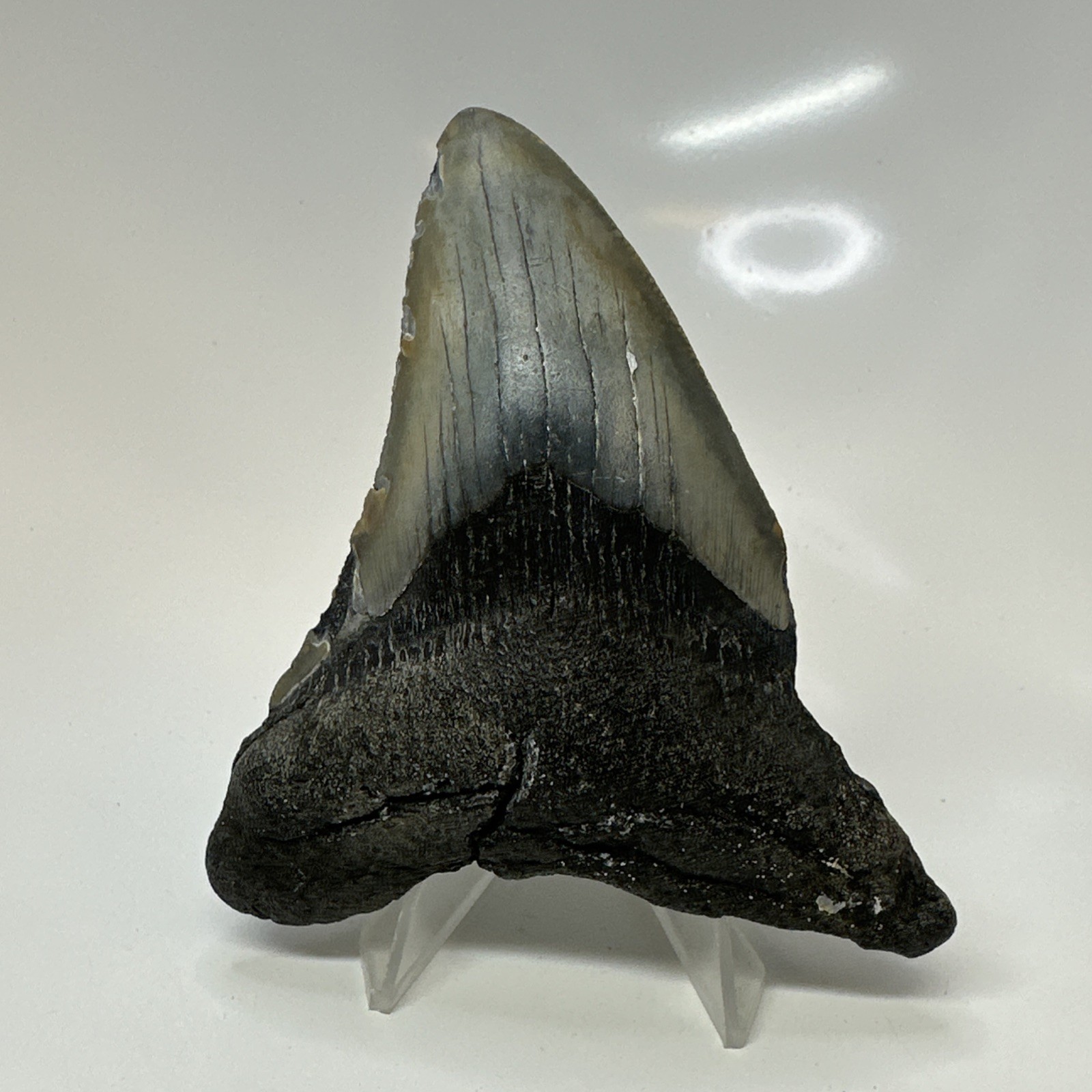 Megalodon Shark Tooth 3.89 Inch - Unique - Natural Fossil - Real Teeth 20689
