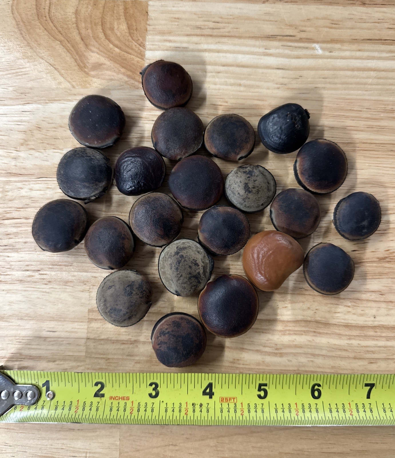 Vintage Hamburger Sea Beans Mucuna Seeds Natural Drift Seeds Lot Of 22