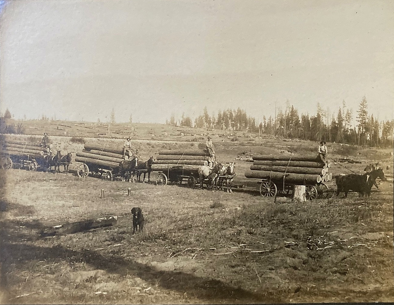 Antique 1880s Alta CA. Photo California Lumberjacks Logging Wagon Train Named