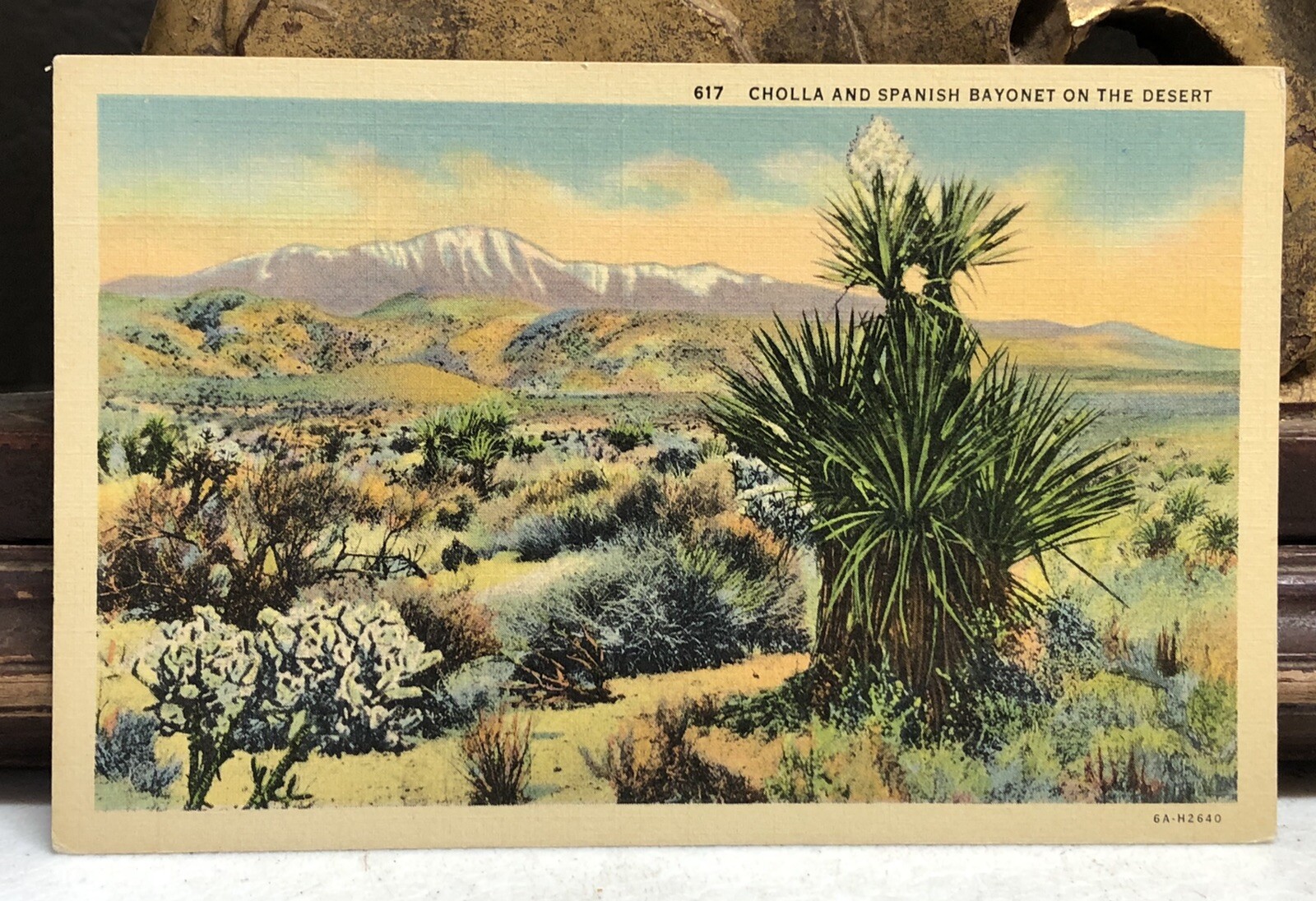 Vintage POSTCARD CHOLLA & SPANISH BAYONET ON THE DESERT LINEN UNPOSTED