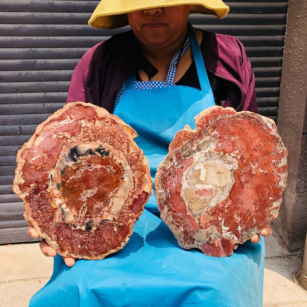 7.96LB 2Pcs Natural Petrified Wood Crystal Fossil Slice Shape Specimen Healing