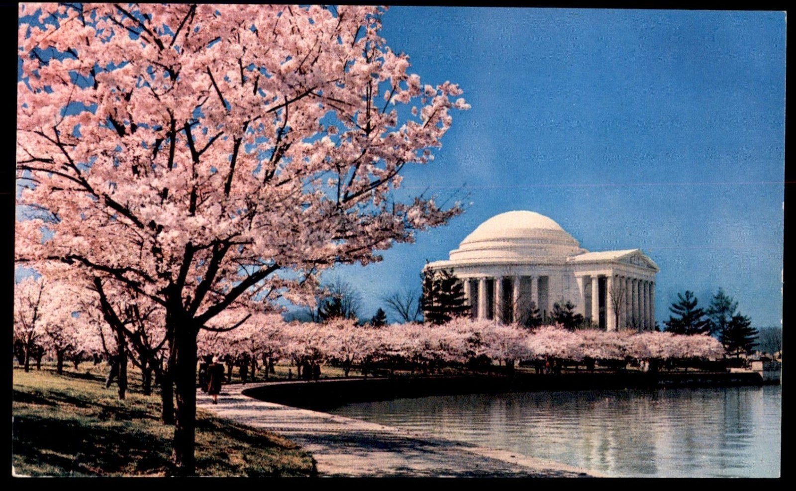Jefferson Memorial Cherry Blossoms Washington DC Tidal Basin Thomas UNP Postcard