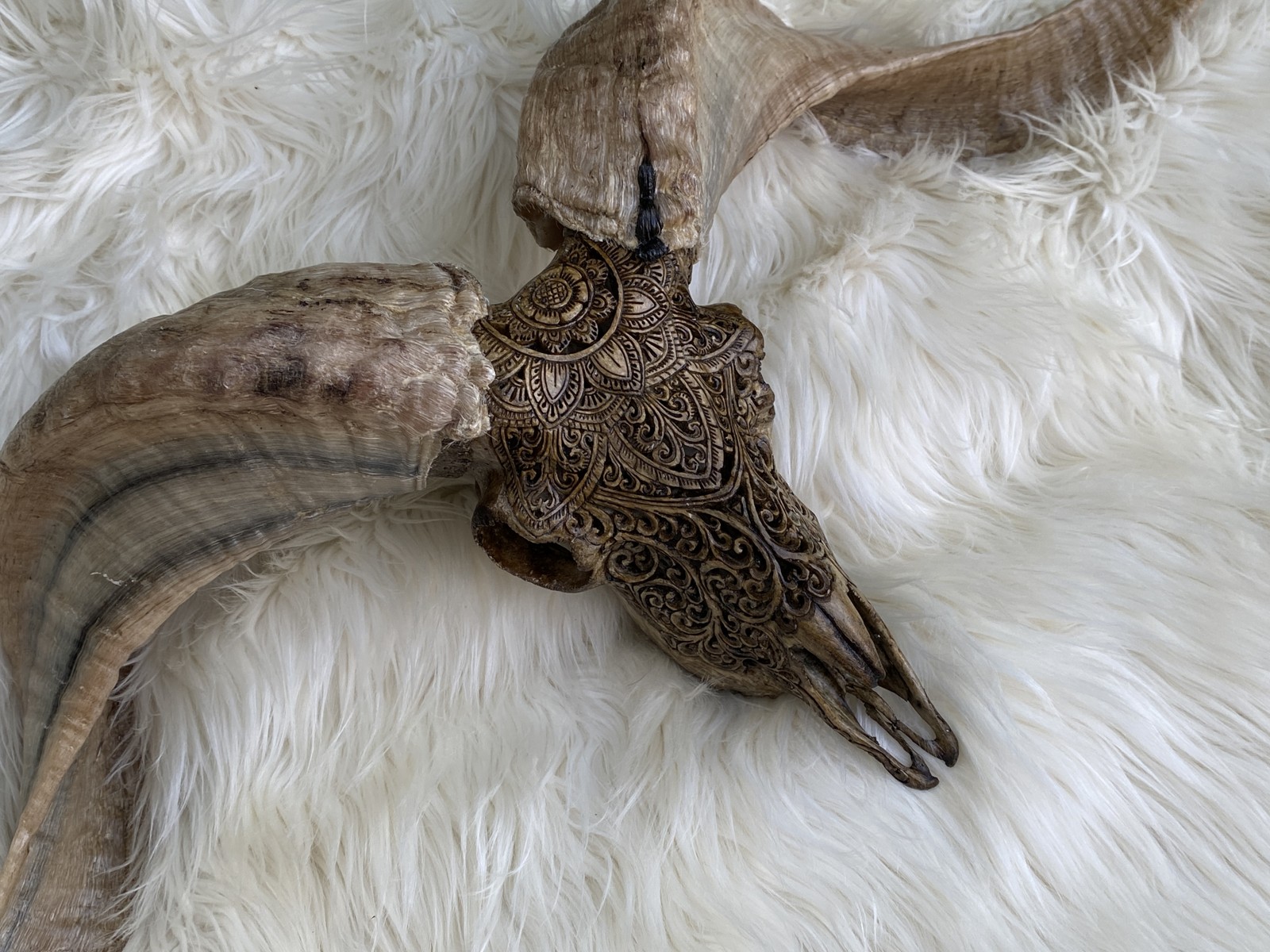 gorgeous 29'' long Ram Skull with pretty Mandala Carving Carved Goat Skull