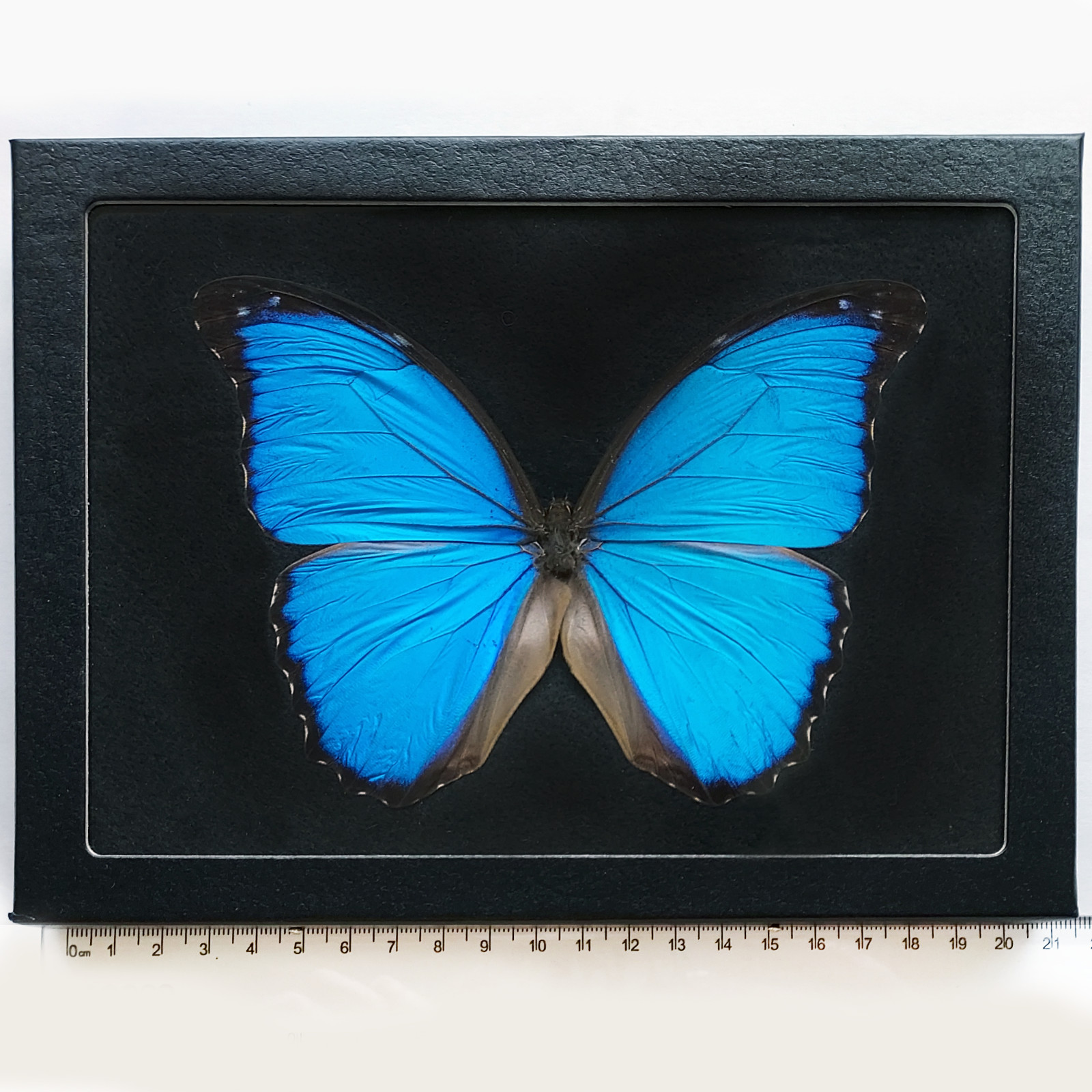 Morpho didius BLACK BACKGROUND REAL FRAMED BUTTERFLY BLUE PERU