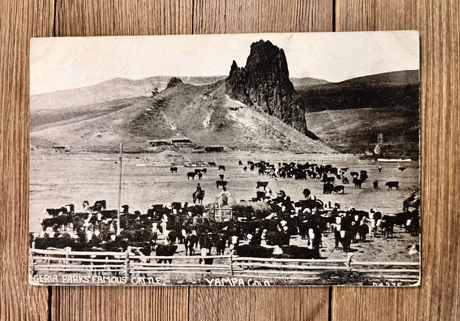 Vintage Postcard Egeria Park’s Famous Cattle Yampa Routt County Colorado Vintage Postcard Egeria Park’s Famous Cattle Yampa Routt County Colorado