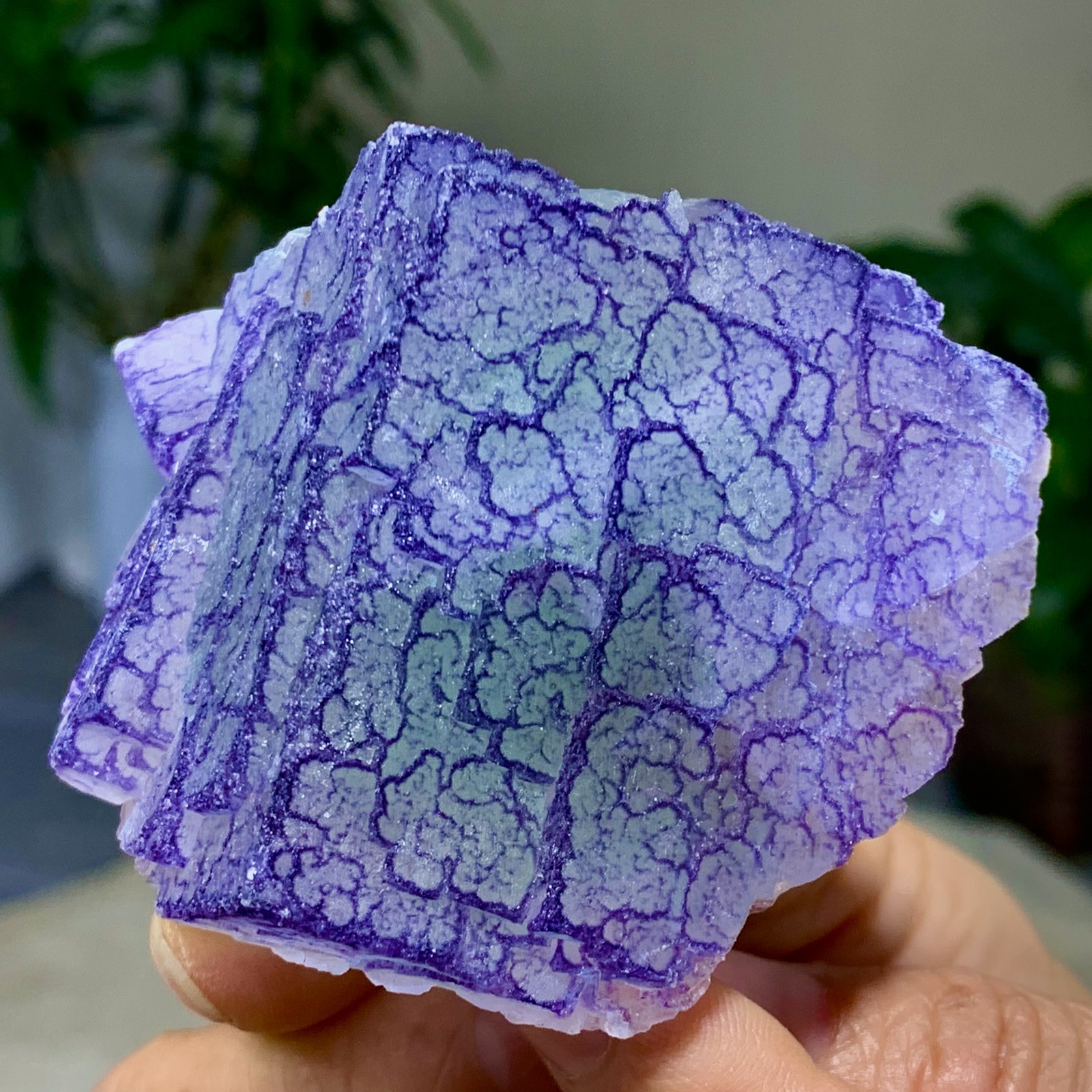 200G Natural Purple 