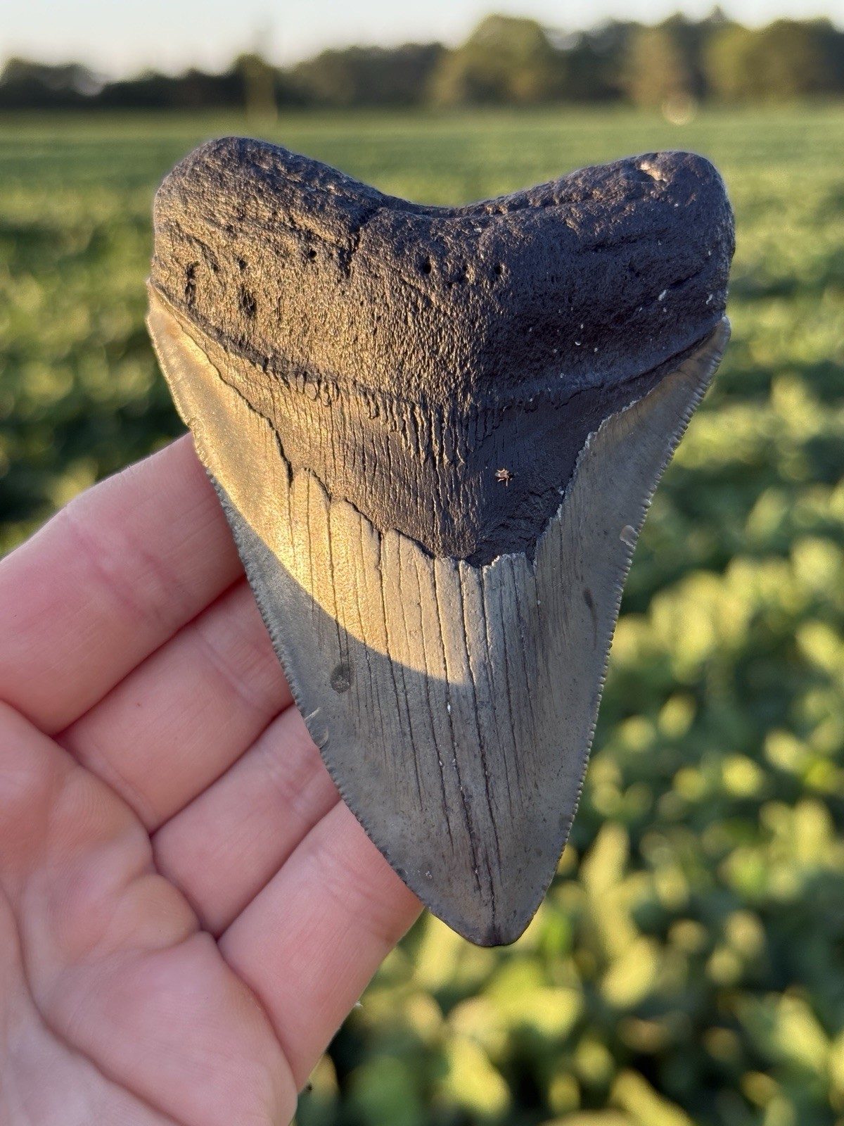 Nice Real NC Offshore Megalodon Shark Tooth Fossil Nice Real NC Offshore Megalodon Shark Tooth Fossil