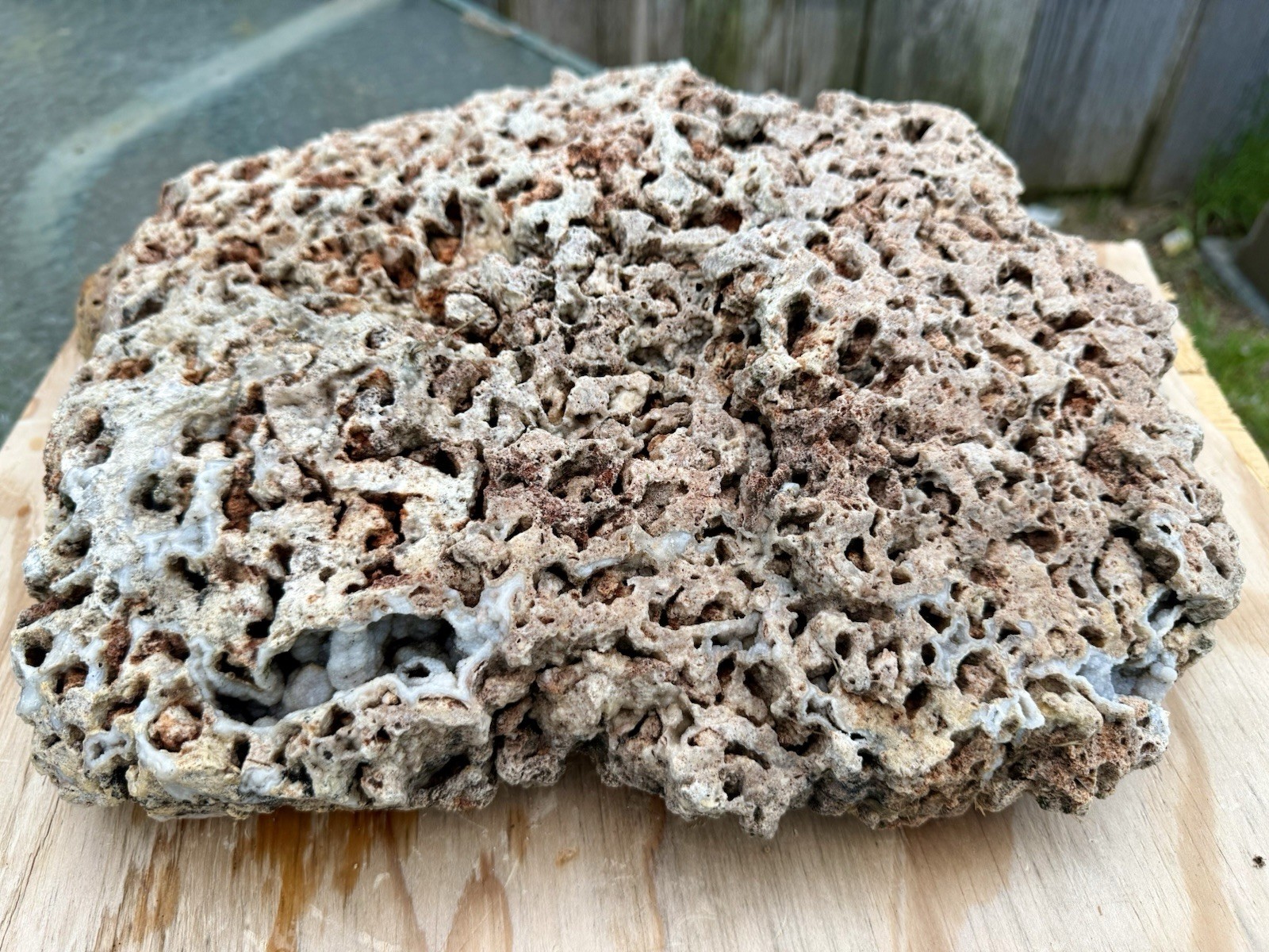 FABULOUS* 23 Lb Fossil Coral - Unique Natural Mound Shaped W/Pretty Chalcedony FABULOUS* 23 Lb Fossil Coral - Unique Natural Mound Shaped W/Pretty Chalcedony