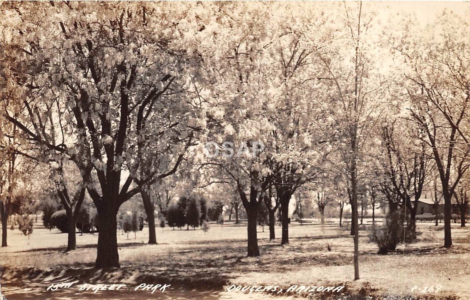 A63/ Douglas Arizona Az Real Photo RPPC Postcard c40s 15th Street Park A63/ Douglas Arizona Az Real Photo RPPC Postcard c40s 15th Street Park