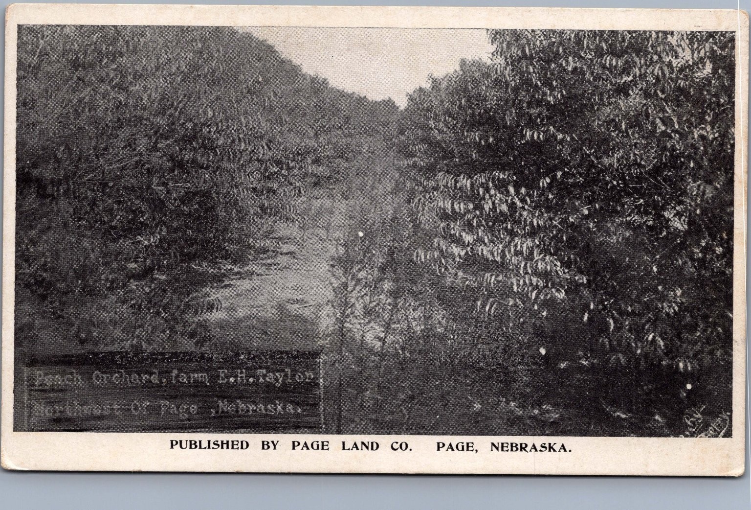 RPPC Peach Orchard F.H. Taylor Farm Page Nebraska Real Photo Postcard c1910 RPPC Peach Orchard F.H. Taylor Farm Page Nebraska Real Photo Postcard c1910