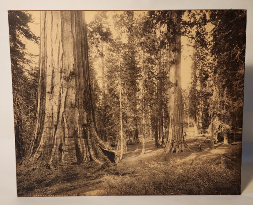 1880 WILLIAM HENRY JACKSON MAMMOTH PLATE MARIPOSA GROVE BIG TREES ALBUMEN PHOTO