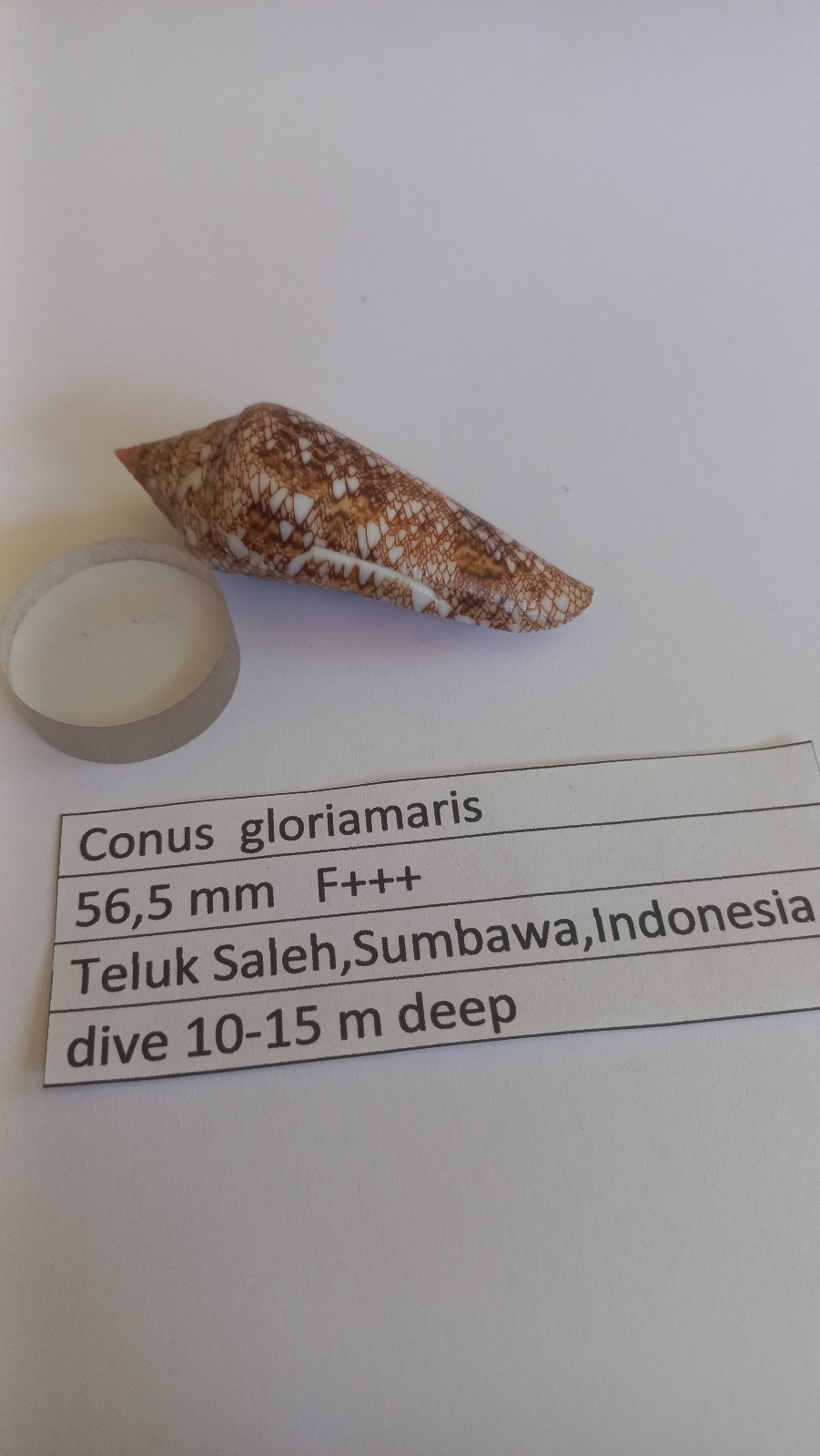 Conus  gloriamaris  56,5 mm  F+++  Indonesia