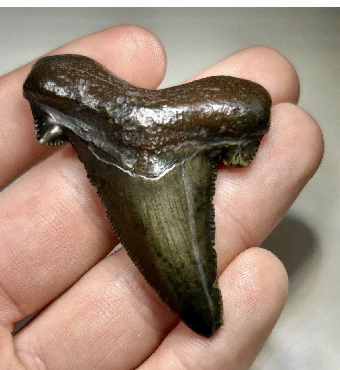 2”+ Suwannee River Auriculatus Shark Tooth Rare Florida Dark Green & Brown Camo