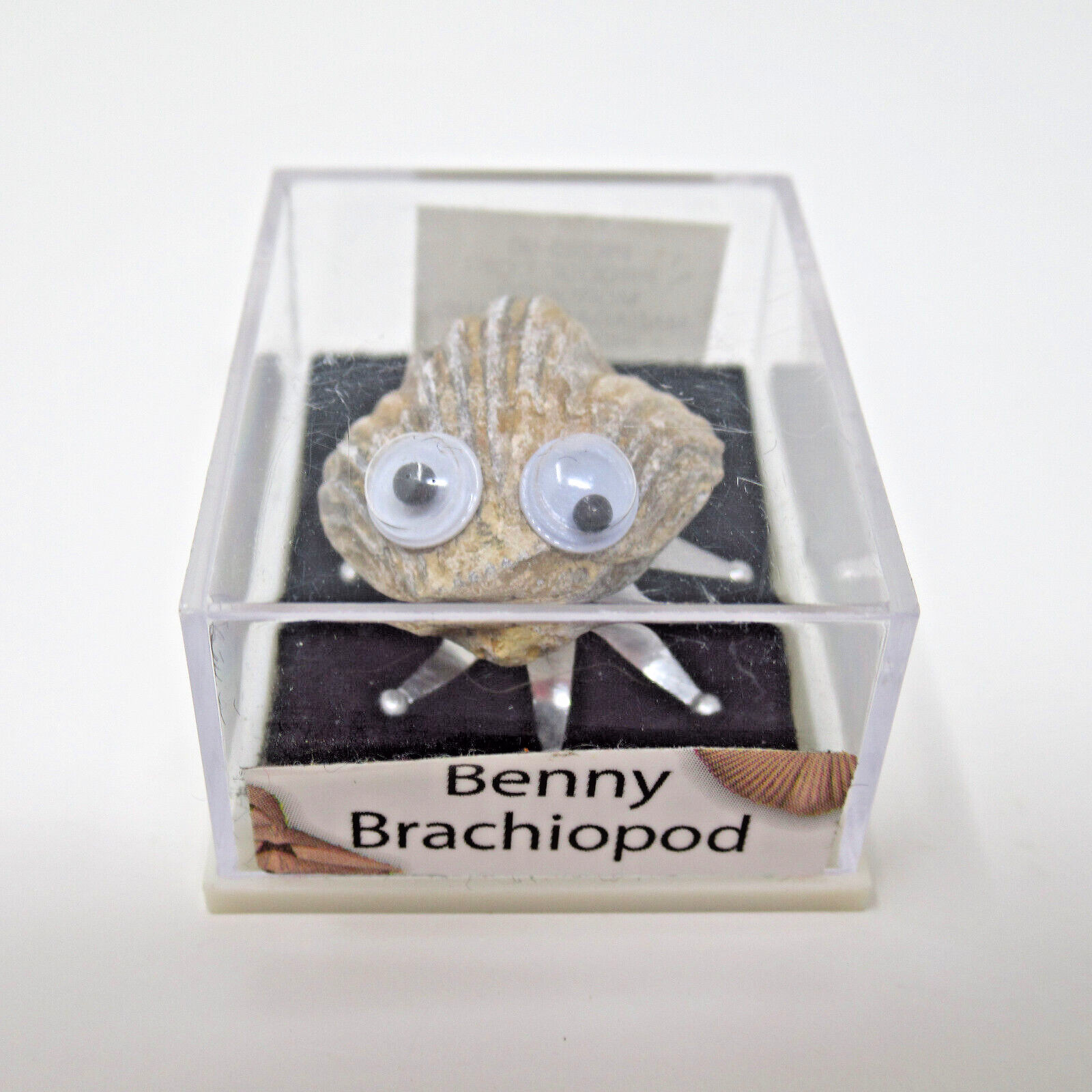 Benny Brachiopod Fossil with Googly Eyes Funny Educational Display Benny Brachiopod Fossil with Googly Eyes Funny Educational Display