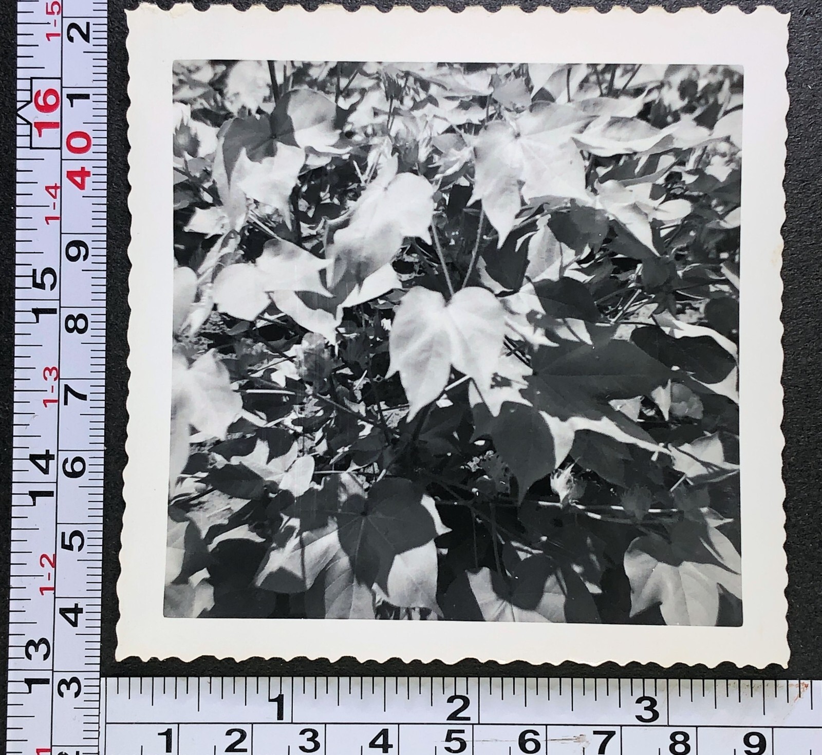 Closeup of Cotton Plants Field Near Warner OK 1952 Farming Photo Snapshot Closeup of Cotton Plants Field Near Warner OK 1952 Farming Photo Snapshot