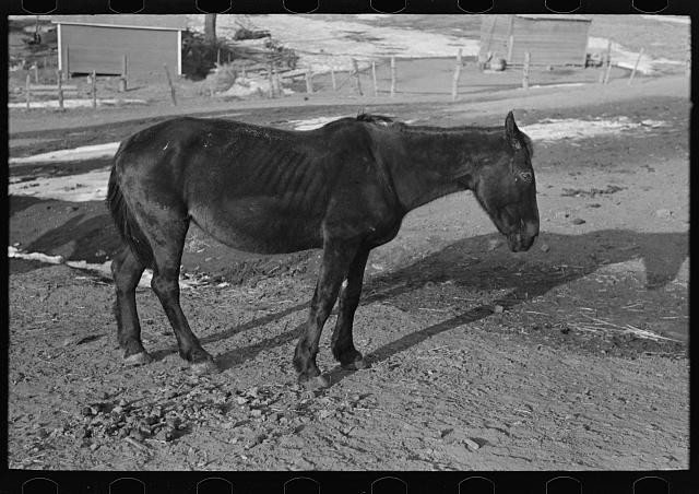 Photo:Smithland Iowa 1936 Blind Horse Glen Cook Farm Broken Windmill