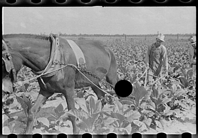 Irwinville Farms,Georgia,GA,May 1938,Farm Security Administration,FSA,Vachon,16 Irwinville Farms,Georgia,GA,May 1938,Farm Security Administration,FSA,Vachon,16