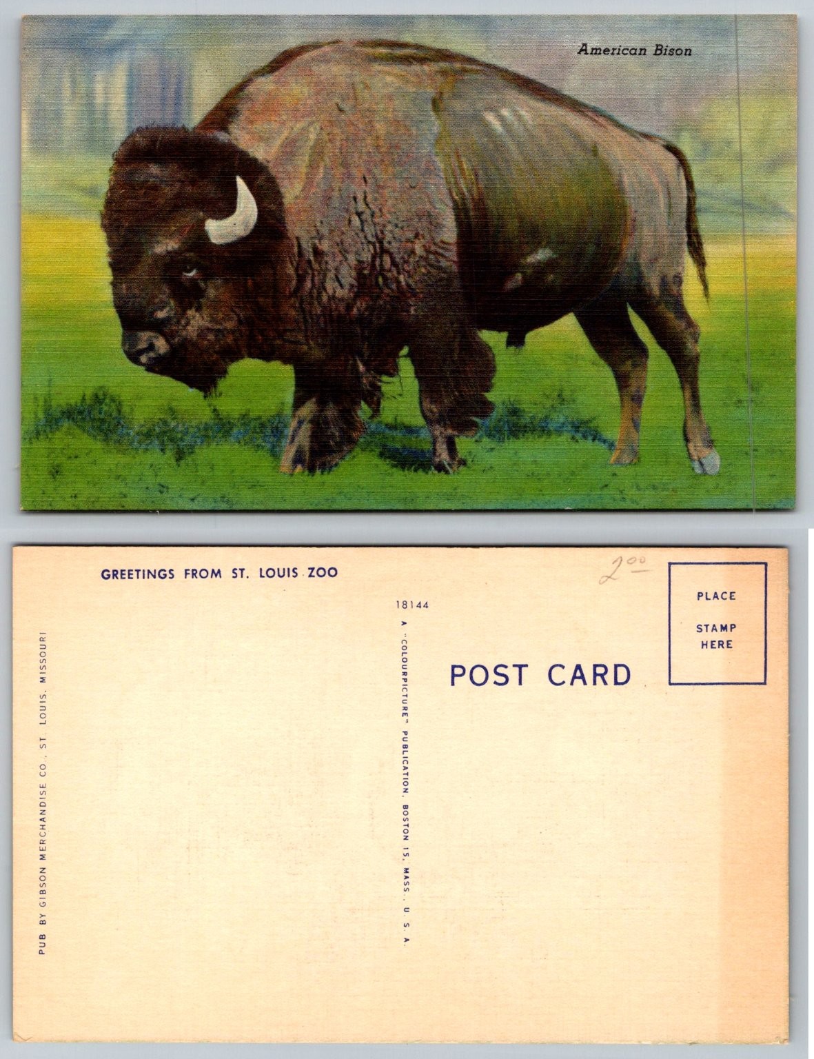 Vintage American Bison Buffalo St. Louis Zoo Postcard Colourpicture Linen Vintage American Bison Buffalo St. Louis Zoo Postcard Colourpicture Linen