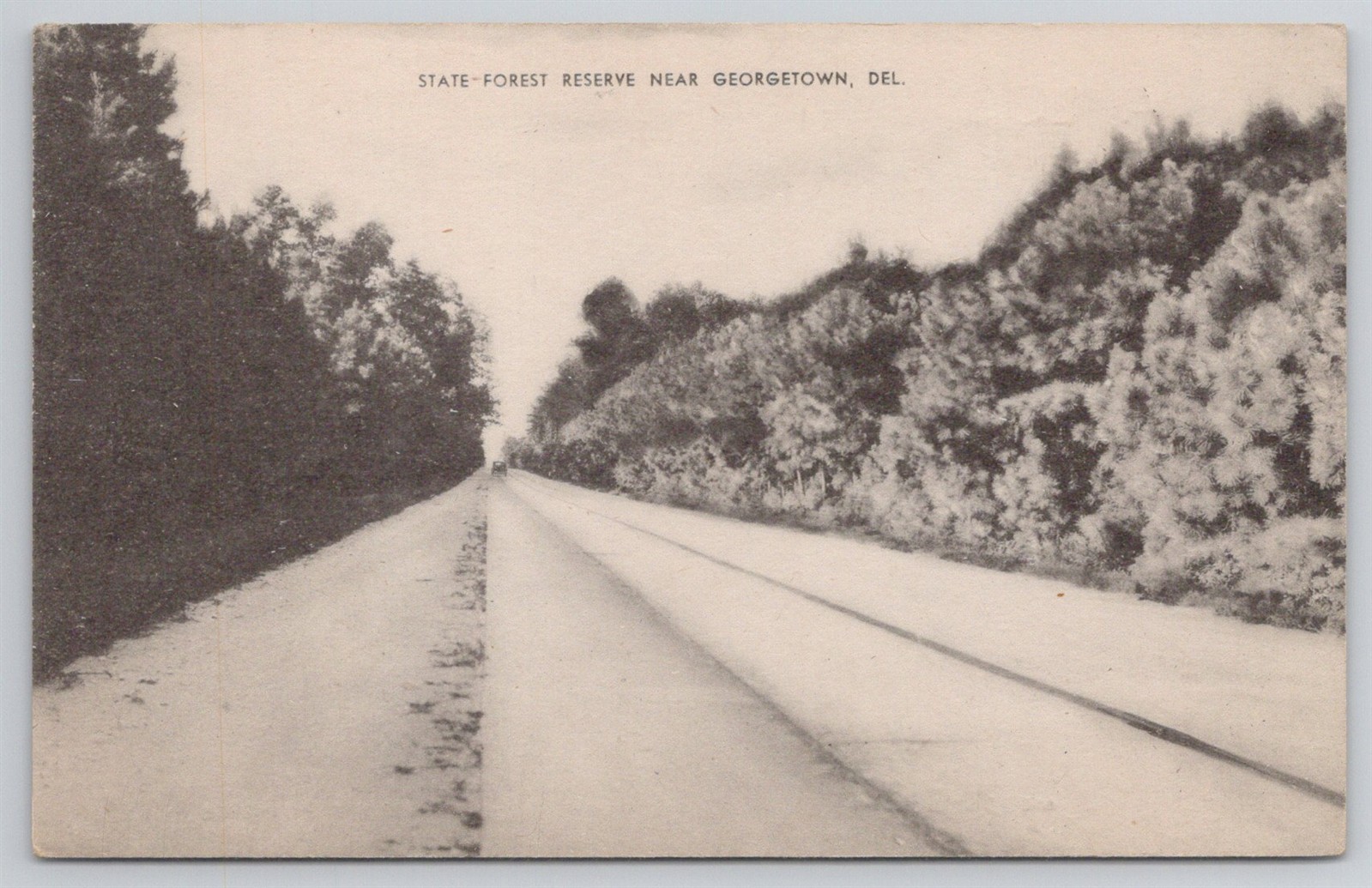 State Forest Reserve Near Georgetown Delaware C1930s Postcard AH18 State Forest Reserve Near Georgetown Delaware C1930s Postcard AH18